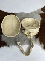 جمجمه انسان مدل پیشانی باز (سه قسمتی) رنگ سفید طبیعی  skull-human-model-2 - Image 2