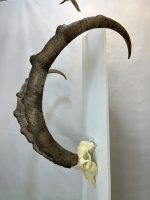 جمجمه و شاخ کل وحشی پازن  pazan-model-120 - Image 16