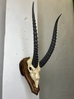 جمجمه و شاخ آهو تامسون آفریقایی مدل شاخ مشکی - Gazella-model-2 - Image 18