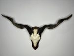 جمجمه و شاخ کل اهلی Goat-model-6 - Image 17
