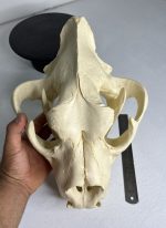 جمجمه شیر نر آفریقایی - Lion-model-1 - Image 13