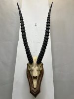 جمجمه و شاخ آهو تامسون آفریقایی مدل شاخ مشکی - Gazella-model-2 - Image 19