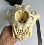 جمجمه شیر نر آفریقایی - Lion-model-1 - Image 10