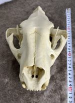 جمجمه ببر بنگال - Tiger-model-1 - Image 10