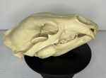 جمجمه خرس قهوه ای - Bear-model-1 - Image 6