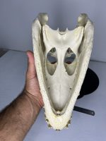 جمجمه کروکودیل پوزه کوتاه- گاندو - Crocodile-model-1 - Image 12