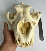جمجمه شیر نر آفریقایی - Lion-model-1 - Image 9