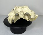 جمجمه کروکودیل پوزه کوتاه- گاندو - Crocodile-model-1 - Image 13