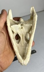 جمجمه کروکودیل کایمن  - Caiman-model-1 - Image 5