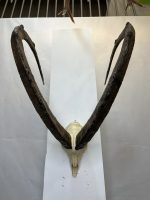 جمجمه و شاخ کل وحشی پازن  pazan-model-130 - Image 14