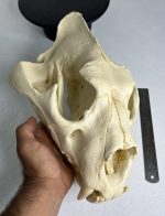 جمجمه شیر نر آفریقایی - Lion-model-1 - Image 8