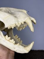 جمجمه ببر بنگال - Tiger-model-1 - Image 12