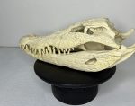 جمجمه کروکودیل پوزه کوتاه- گاندو - Crocodile-model-1 - Image 4