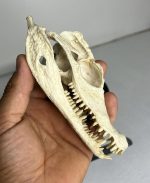 جمجمه تمساح کروکودیل کایمن