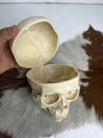 جمجمه انسان مدل پیشانی باز (سه قسمتی) رنگ سفید طبیعی  skull-human-model-2 - Image 16