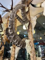 جمجمه و شاخ پازن ایبکس سیبری