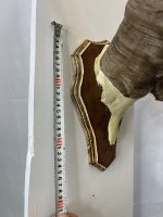 جمجمه و شاخ پازن ایبکس سیبری