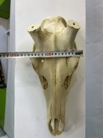 جمجمه تنها گوزن مرال  – maral-model-2 - Image 6