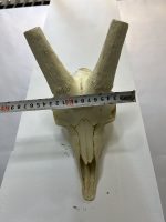 جمجمه پازن