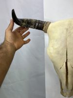 جمجمه طبیعی گاو