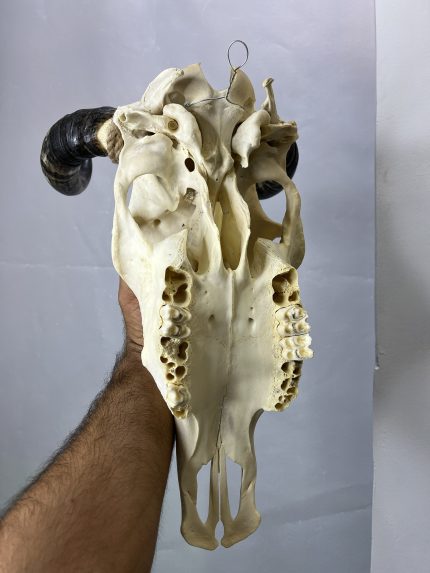 جمجمه طبیعی گاو