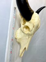 جمجمه و شاخ طبیعی گاو مدل 203- cow-model-203 - Image 3