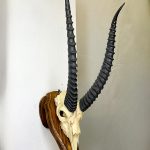 جمجمه و شاخ آهو تامسون آفریقایی مدل شاخ مشکی - Gazella-model-2