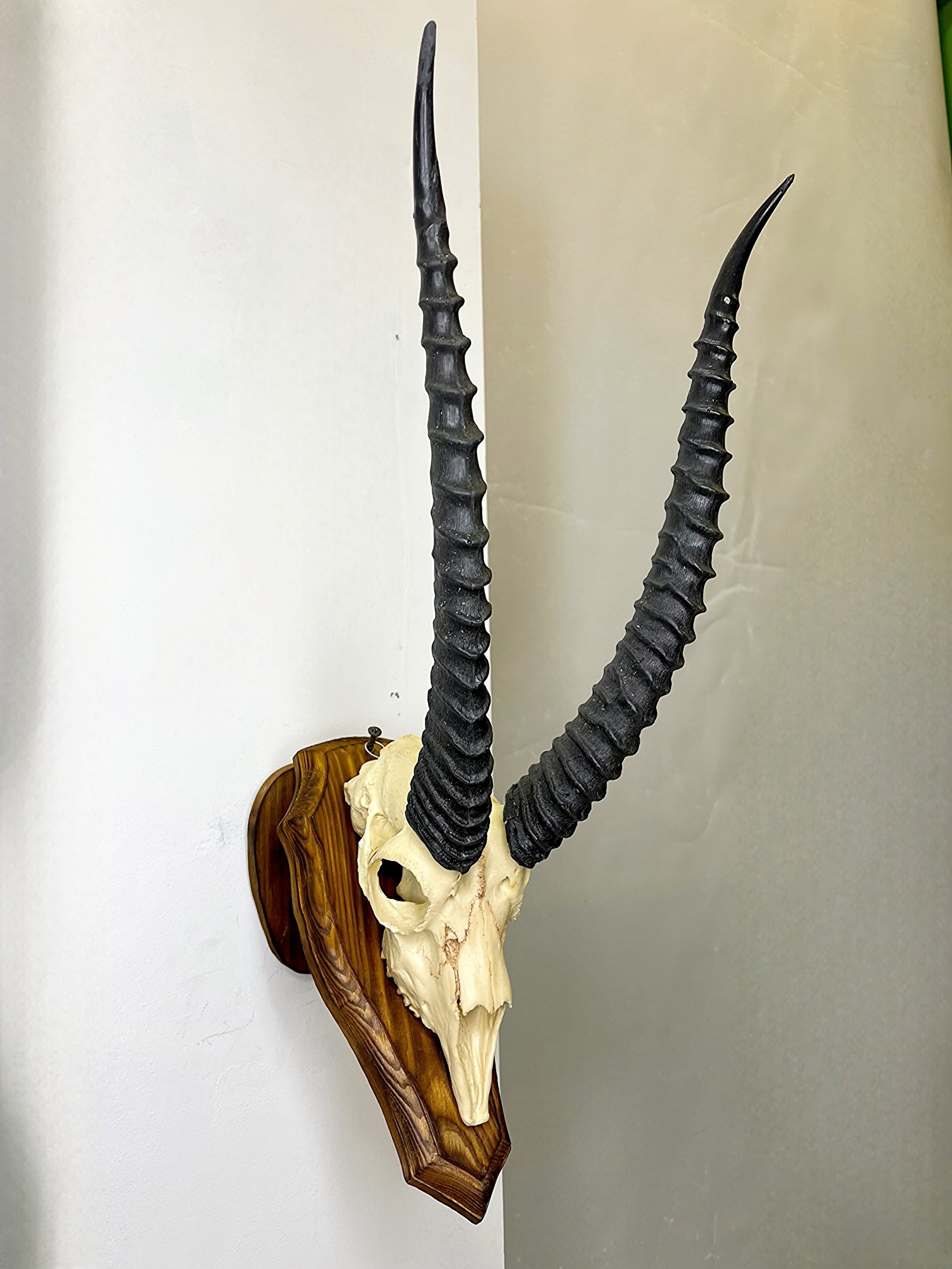 2 جمجمه و شاخ آهو تامسون آفریقایی مدل شاخ مشکی - Gazella-model-2 - Image 1