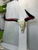 جمجمه و شاخ گاو هندی