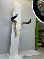 جمجمه و شاخ طبیعی گاو هندی