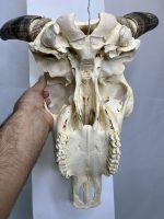 جمجمه و شاخ گاو