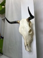 جمجمه و شاخ گاو