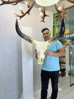 جمجمه و شاخ گاو هندی