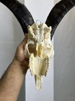 جمجمه و شاخ کل