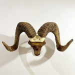 شاخ و جمجمه قوچ آرگالی تاجیکستان-argali-model-1 - Image 3