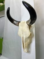 جمجمه و شاخ طبیعی گاو