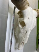 جمجمه و شاخ طبیعی گاو
