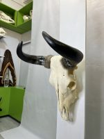 جمجمه و شاخ طبیعی گاو