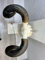 جمجمه و شاخ طبیعی گاو