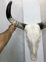 جمجمه و شاخ طبیعی گاو