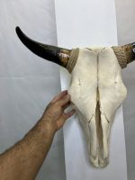 جمجمه و شاخ طبیعی گاو