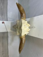 جمجمه و شاخ طبیعی گاو