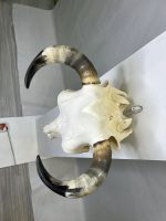 جمجمه و شاخ طبیعی گاو