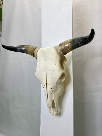 جمجمه و شاخ طبیعی گاو
