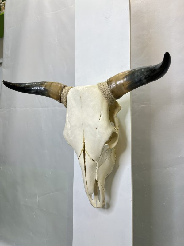 جمجمه و شاخ طبیعی گاو