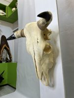 جمجمه و شاخ طبیعی گاو