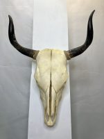 جمجمه و شاخ طبیعی گاو
