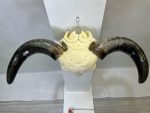 جمجمه و شاخ طبیعی گاو