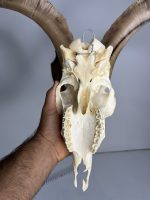جمجمه و شاخ کل سانن Goat-model-2 - Image 3