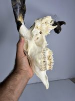 جمجمه و شاخ کل اهلی Goat-model-6 - Image 3